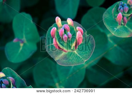 This Is A Shot Of Lonicera Flower In My Garden, By Sunny Day, Also Known As Honeysuckle Flower.