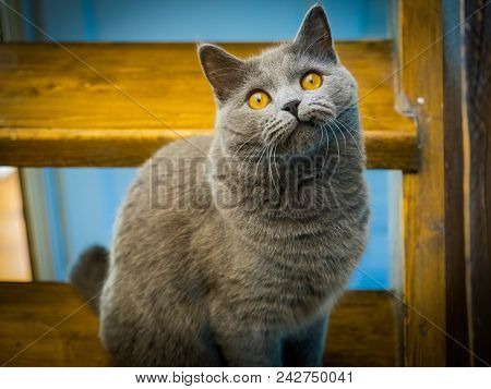 Gray Scottish Stright Cat