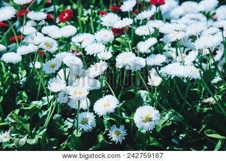 Beautiful Colorful Flower Bed At Island Mainau, Germany.