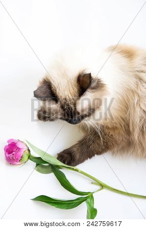 Beautiful Cat Siamese With Pink Peony Flower In Her Hand.