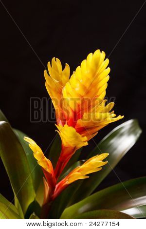 Vinduet plante 