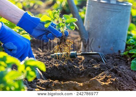 Planting Strawberries In The Garden