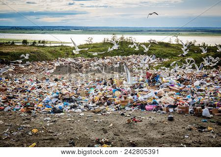 Dudinka, Russia - Jule 9, 2013: A Large Flock Of Seagulls Flies Over Huge Piles Of Garbage At A Land
