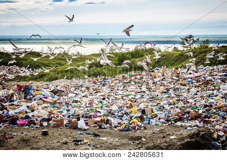 Dudinka, Russia - Jule 9, 2013: A Large Flock Of Seagulls Flies Over Huge Piles Of Garbage At A Land
