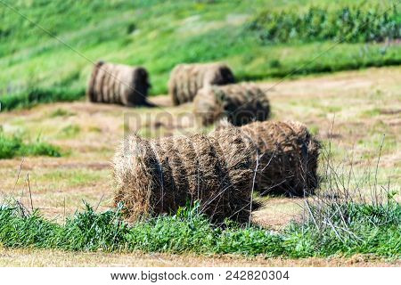 Rural Background Of Dry Straw In Stacks Lying In Field