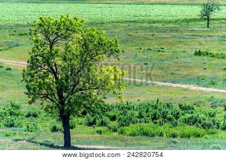 Beautiful Natural Background Of Single Lonely Tree In Green Summer Steppe