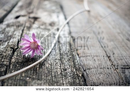 One Lilac Flower Xeranthemum On A Gray Wooden Texture Background Close Up. Wabi Sabi, Hygge Style. L