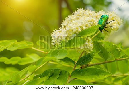 Green Beetle On Flowering White Rowan Flower