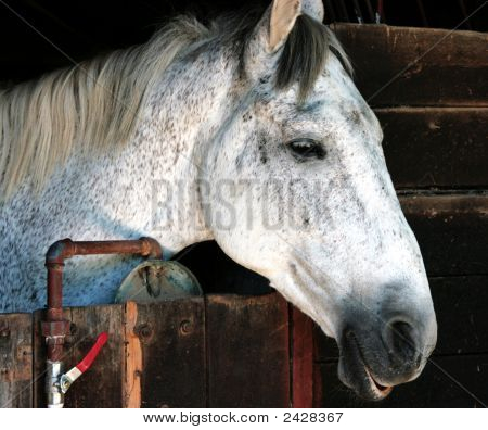 Hest