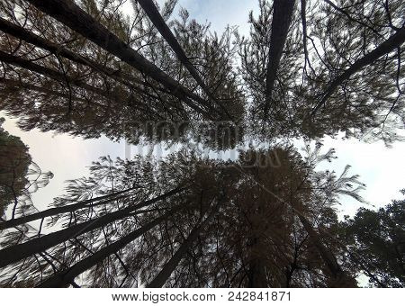 View From The Bottom To The Top With The Sky. And The Highest Tree. Freshy And Natural View.