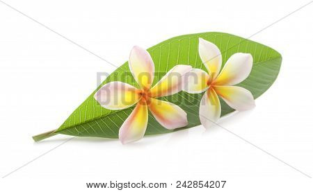 Leelawadee On White An Isolated With Clipping Paths