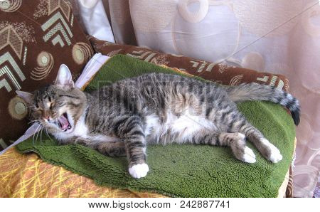 A Gray Cat With A White Breast And Belly Lies On A Green Mat And Yawns