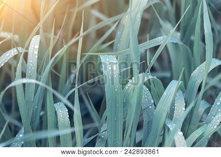 Green Grass Sedge, With Drops Of Dew, Background For Substrate, In The Park, In The Garden