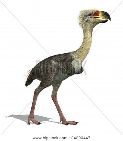 Phorusrhacos Longissimus