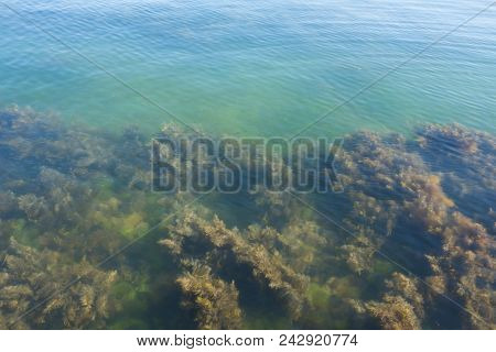 Algae Under The Water. Green, Brown Seaweed. Seaweed Under Water. Background Of Seaweed.