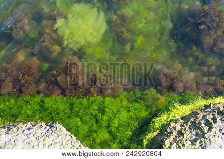 Algae Under The Water. Green, Brown Seaweed. Seaweed Under Water. Background Of Seaweed.
