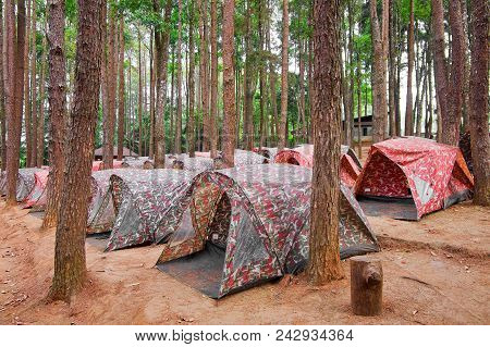 Many Tents Soldier Pattern In Camping Site Area In Pine Forest.