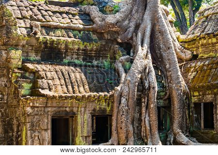 Roots Of Giant Tree On The Atient Old Ta Phrom Temple In Angkor Wat In Cambodia