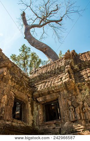 A Giant Tree On The Atient Old Ta Phrom Temple In Angkor Wat In Cambodia