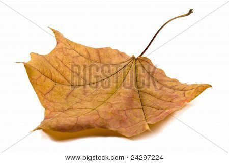 Ahornblad