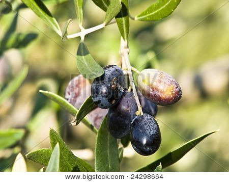 Mouche de l'olive