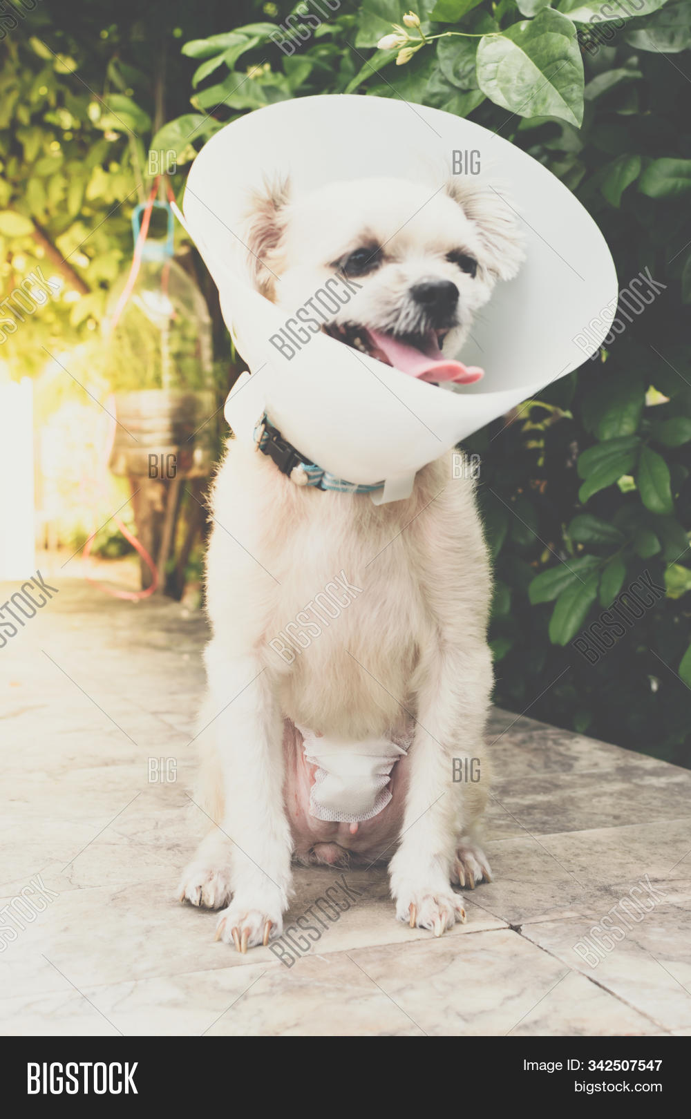 abdominal bandage dog