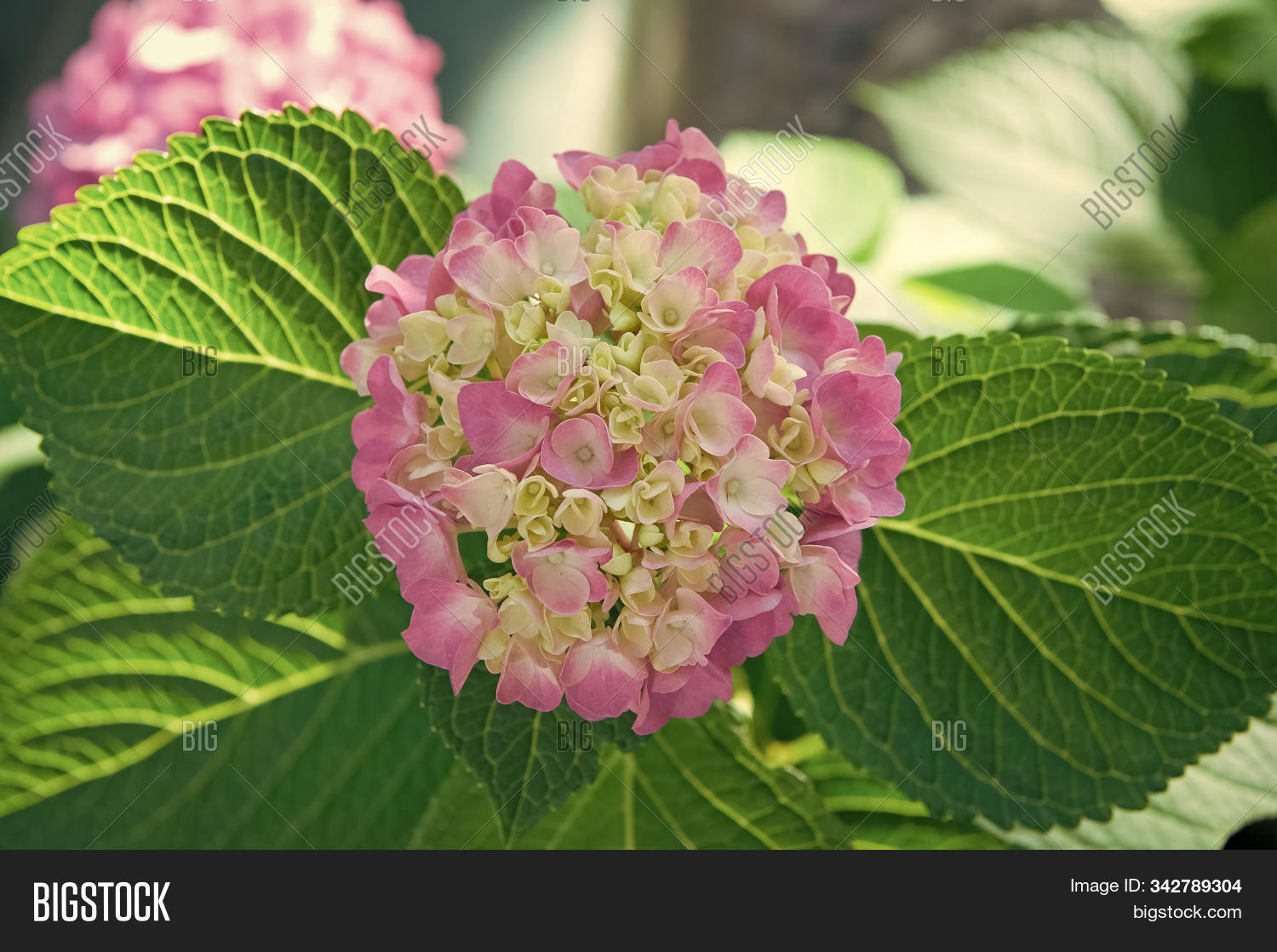 hydrangea perfume