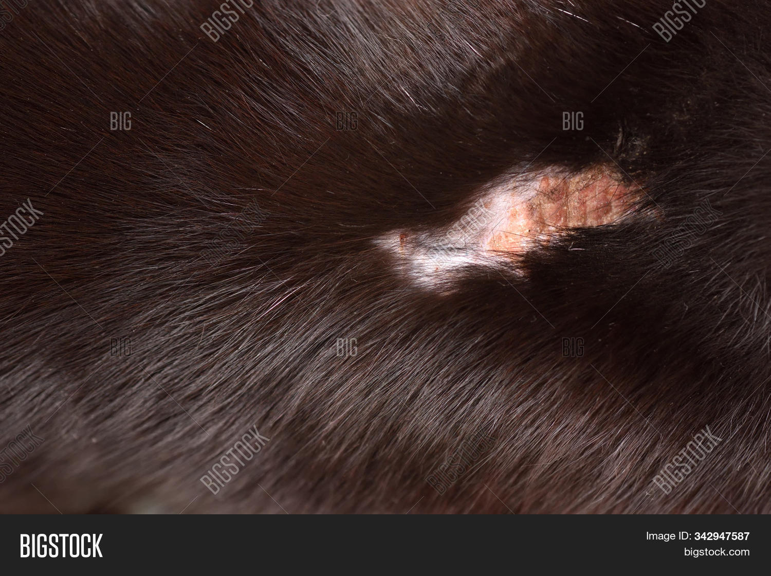 Cat After Fight Wound Image & Photo (Free Trial) Bigstock