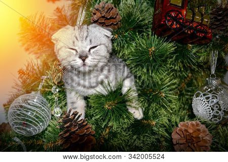 Cute Little Kitten In Christmas Tree Squint Closed Eyes In The Light. Gray Striped Skottish Fold Cat