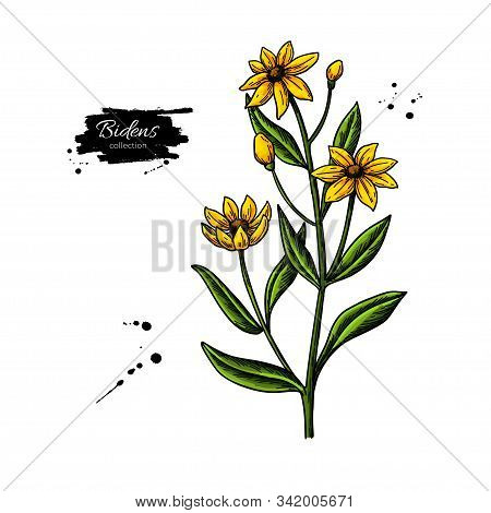 Bidens Vector Drawing. Isolated Apache Beggarticks. Medical