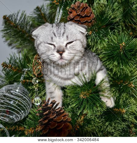 Cute Small Kitten Looks Out From The Branches Of The Christmas Tree, Reaches Forward And Smiles. Gra