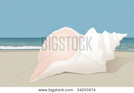 Muszli na plaży