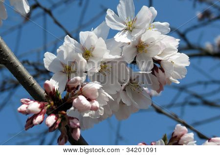 Close up di fiori frutta in primavera prima