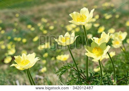 Pulsatilla Alpina Or Anemone Alpina, Wildflowers In The Mountain Meadow , Dolomites Italy, European 
