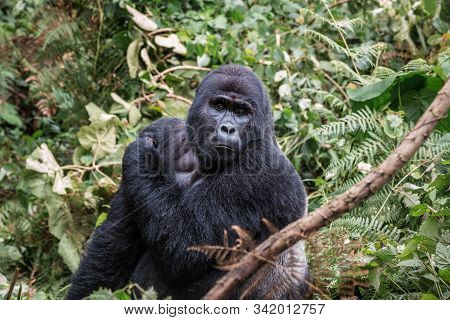 The Leader Of A Pack Of Gorillas, Silver Back Poses In The Depths Of The Jungle