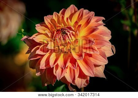 Detailed Close Up Of A Beautiful Orange And Red Decorative 