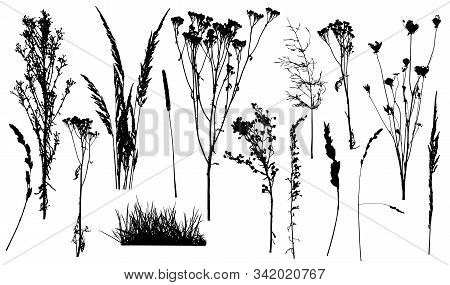 Silhouettes Of Weed Plants, Set Of Wild Plants And Grass. Vector Illustration.
