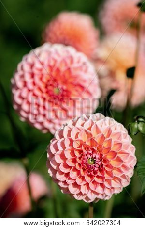 Detailed Close Up Of A Beautiful Orange And Pink Decorative 