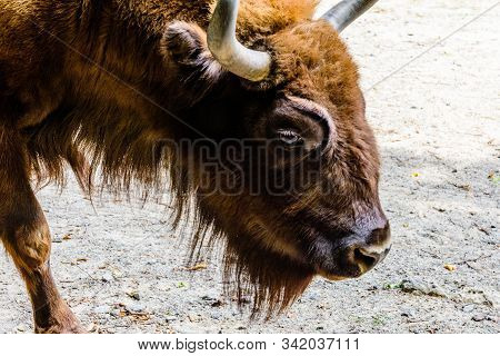 Auroch (bison Bonasus) In Corral At The Farm. Closeup Of Auroch Muzzle