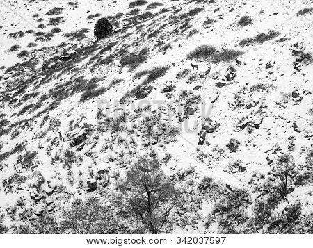 Mule Deer In The Snow On North Table Mountain In Colorado.