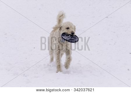 Labradoodle Playing With His Toy In The Snow.
