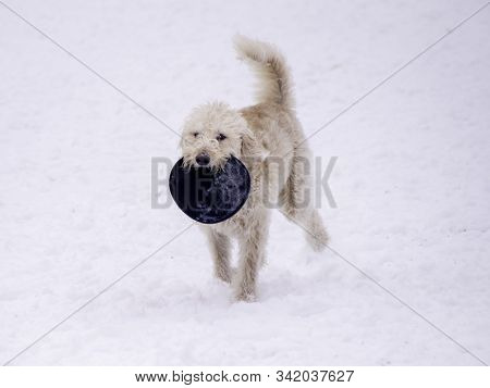 Labradoodle Playing With His Toy In The Snow.