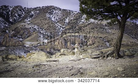 Trail Dog On The Trail In The Front Range Mountains Of Colorado.