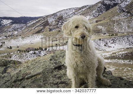 Trail Dog On The Trail In The Front Range Mountains Of Colorado.
