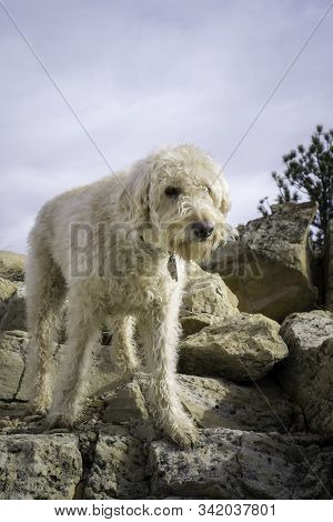 Labradoodle In The Rocks Of The Front Range Of Colorado.