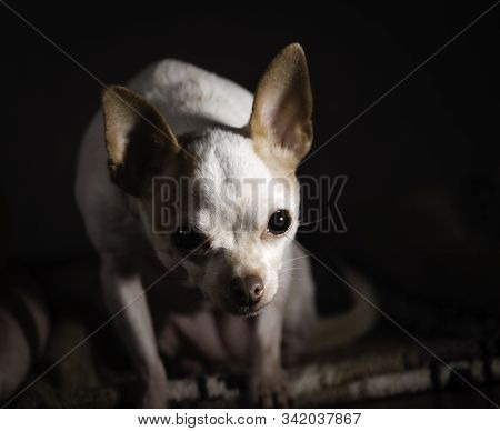 Hairless Chihuahua Resting On Beautiful Mexican Blanket.