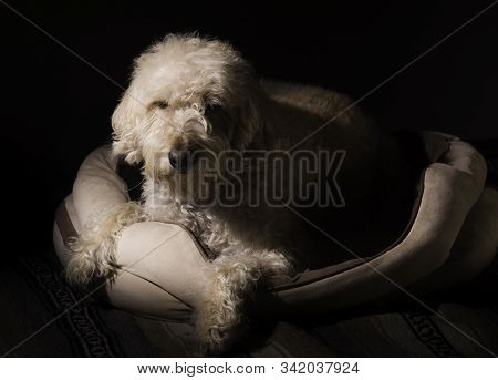 Labradoodle Hanging In His Bed In The Dark.