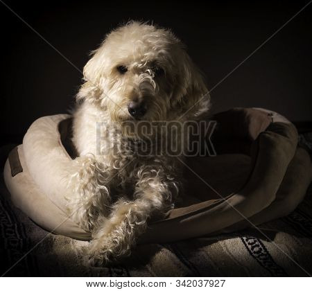 Labradoodle Hanging In His Bed In The Dark.