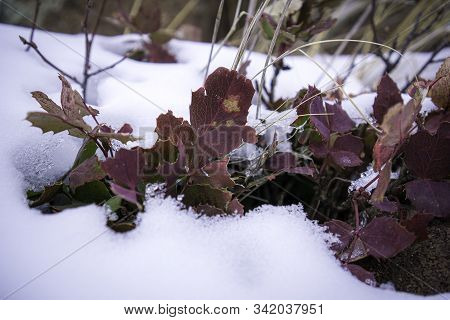 Red Holly In The Rocky Mountain Snow