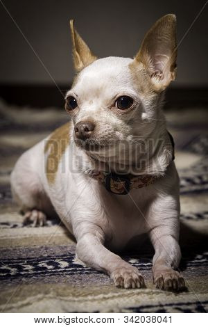 Hairless Chihuahua Resting On Beautiful Mexican Blanket.